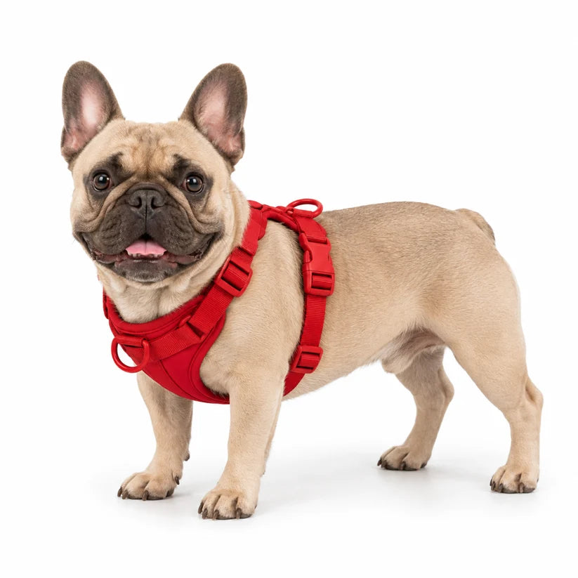 Frenchie-tuig